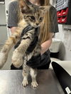 adoptable Cat in Palmetto, FL named CALDERA