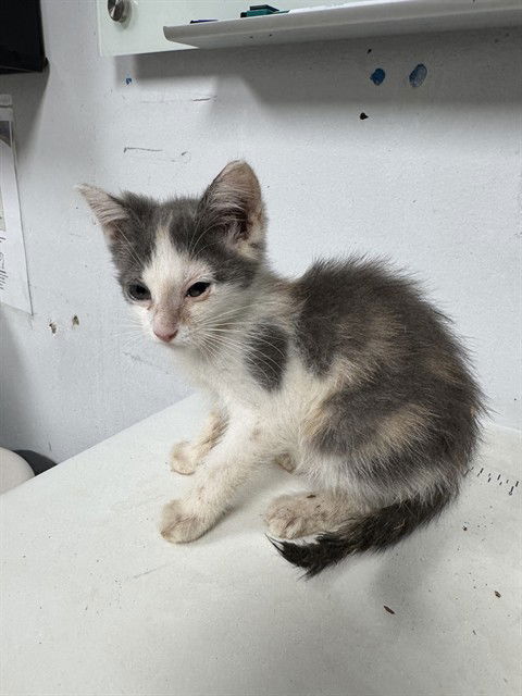 adoptable Cat in Palmetto, FL named KALLI