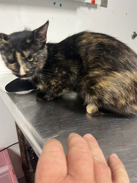 adoptable Cat in Palmetto, FL named FRISKEY