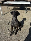 adoptable Dog in  named BERNISE