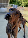 adoptable Dog in  named BERNISE