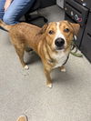 adoptable Dog in  named BURPY