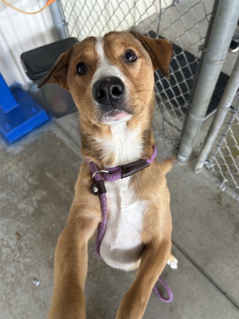 adoptable Dog in Palmetto, FL named BURPY