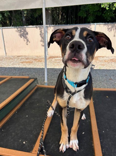 adoptable Dog in Palmetto, FL named STUMPY