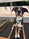 adoptable Dog in  named STUMPY