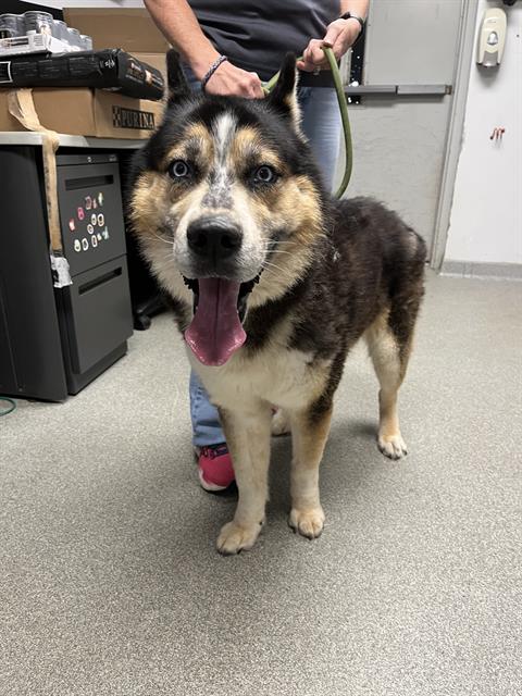 adoptable Dog in Palmetto, FL named QUAT
