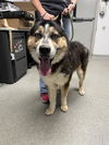 adoptable Dog in  named QUAT