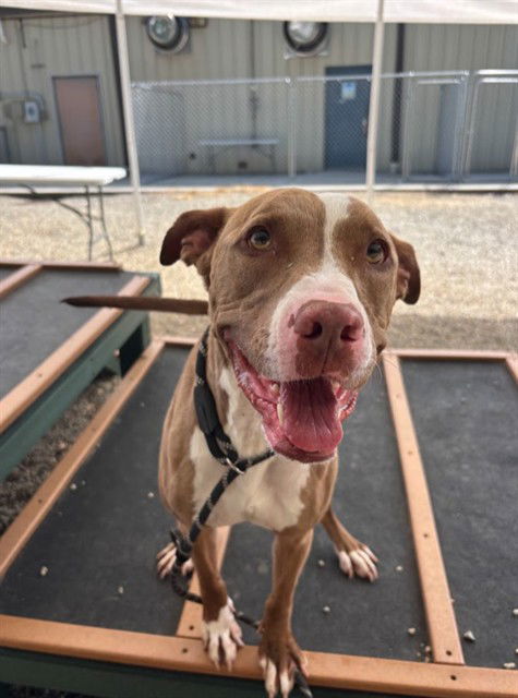adoptable Dog in Palmetto, FL named SAM