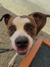 adoptable Dog in  named TAZ