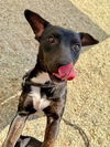 adoptable Dog in  named LUNA