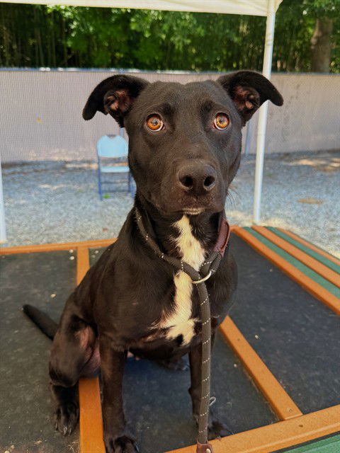 adoptable Dog in Palmetto, FL named DIXIE