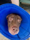 adoptable Dog in  named KATIE