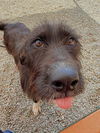 adoptable Dog in  named HARMONY