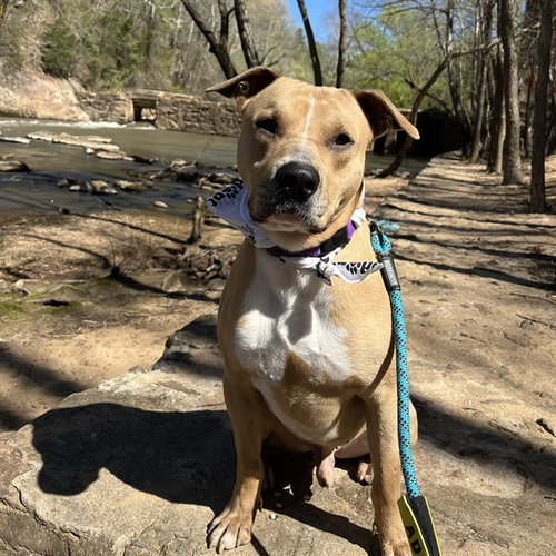 picture of the dog needing adoption