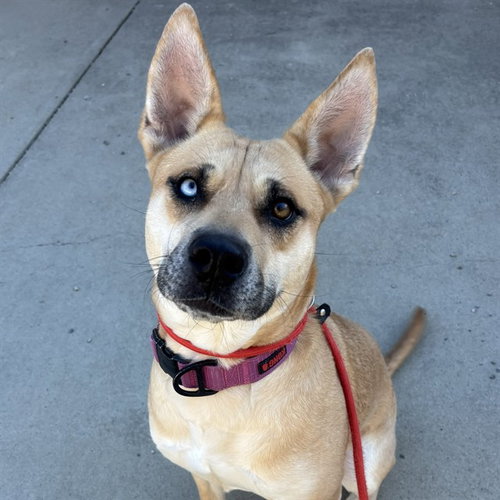 JINKIES, an adoptable Australian Shepherd in Palmetto, FL