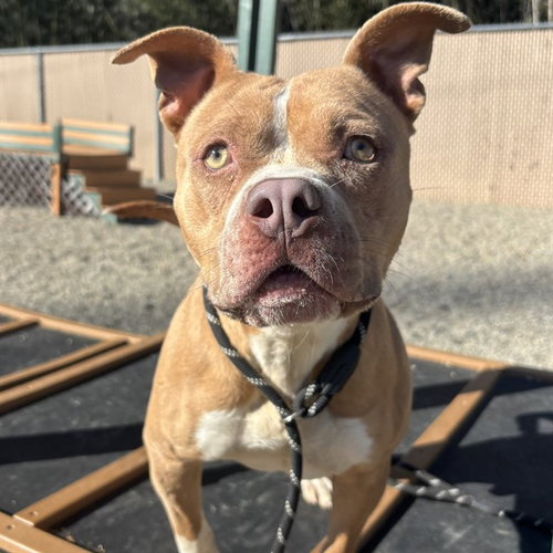 YUKON, an adoptable American Staffordshire Terrier in Palmetto, FL