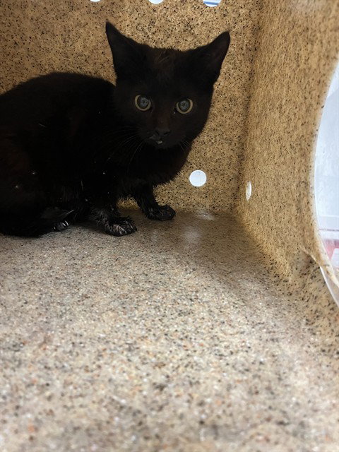 PRINGLES, an adoptable Domestic Short Hair in Palmetto, FL