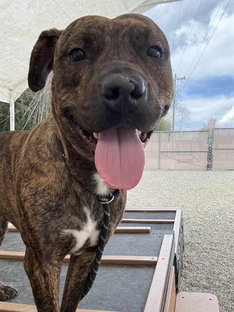 Pit Bull