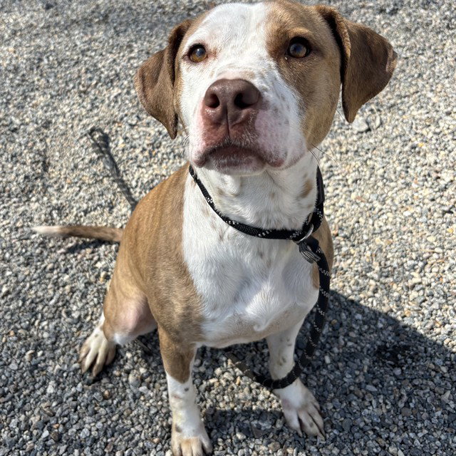 Pit Bull