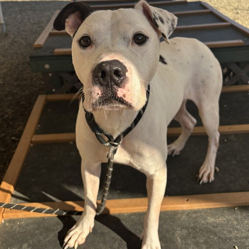 SNOOPY, an adoptable American Pit Bull Terrier in Palmetto, FL