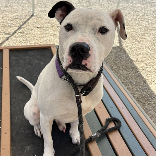 SNOOPY, an adoptable American Pit Bull Terrier in Palmetto, FL