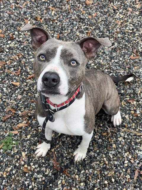 CLOVER, an adoptable American Staffordshire Terrier in Palmetto, FL