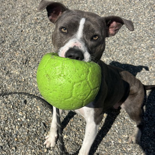 CLOVER, an adoptable American Staffordshire Terrier in Palmetto, FL