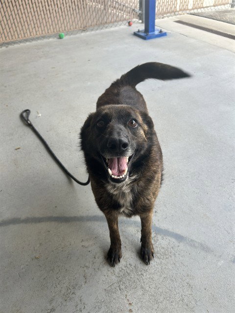 COOKIE, an adoptable Sheep Dog in Palmetto, FL