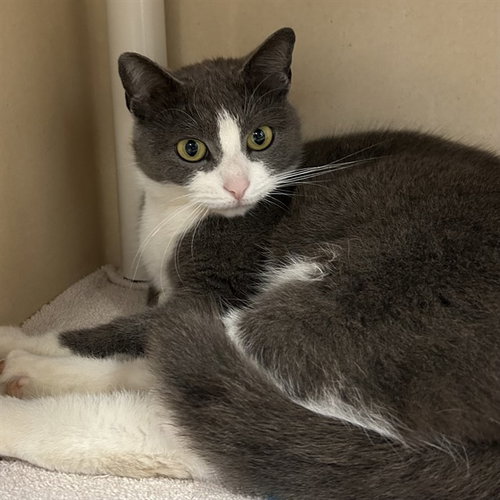 BOOTS, an adoptable Domestic Short Hair in Palmetto, FL