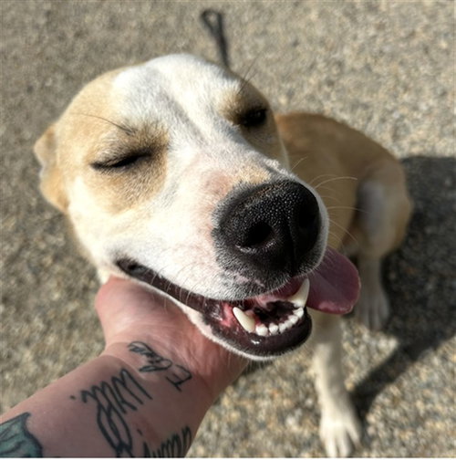 EVEREST, an adoptable Siberian Husky in Palmetto, FL