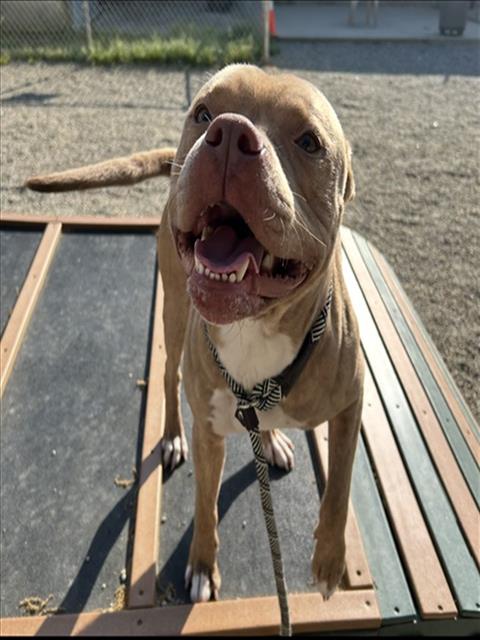 TOBY, an adoptable American Pit Bull Terrier in Palmetto, FL