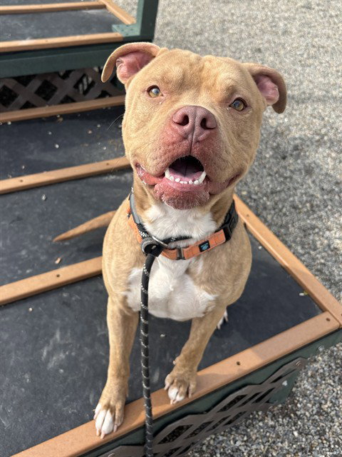picture of the dog needing adoption