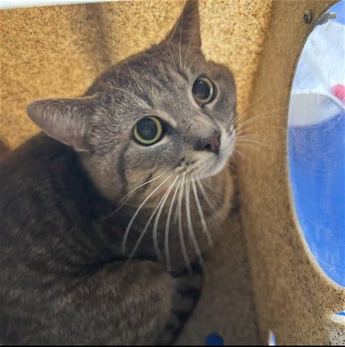 picture of the cat needing adoption