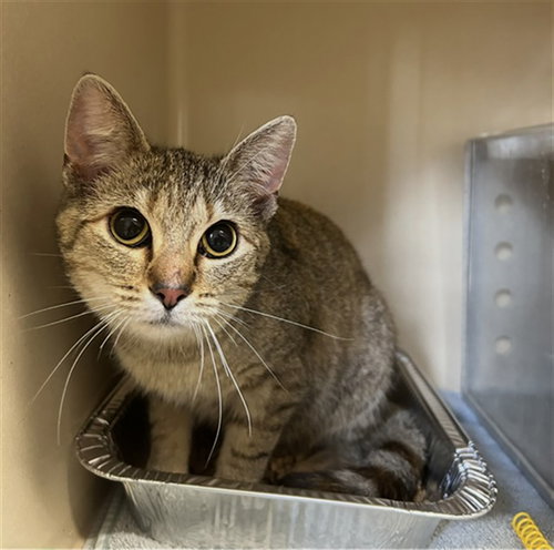 picture of the cat needing adoption