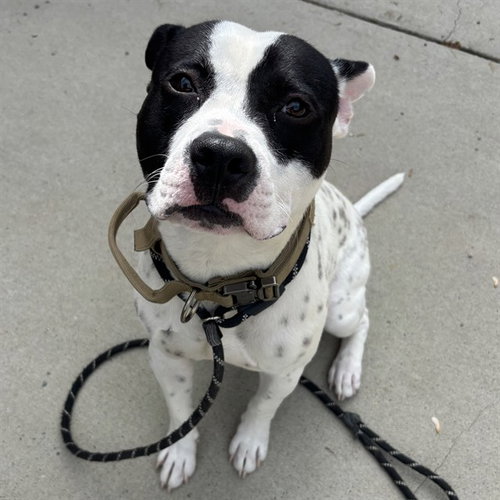picture of the dog needing adoption