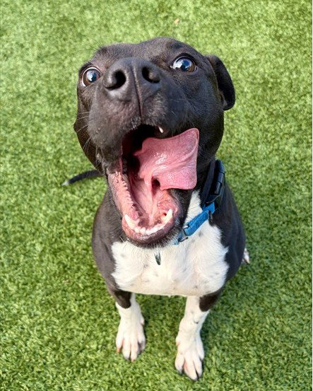 picture of the dog needing adoption