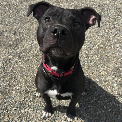picture of the dog needing adoption