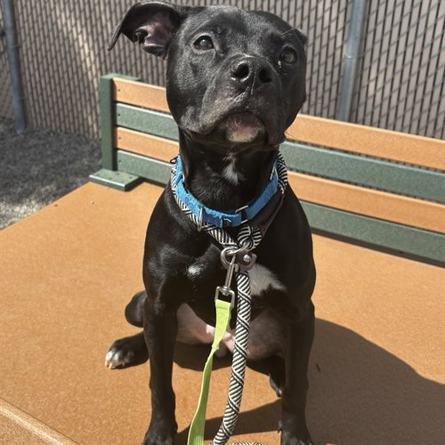 picture of the dog needing adoption