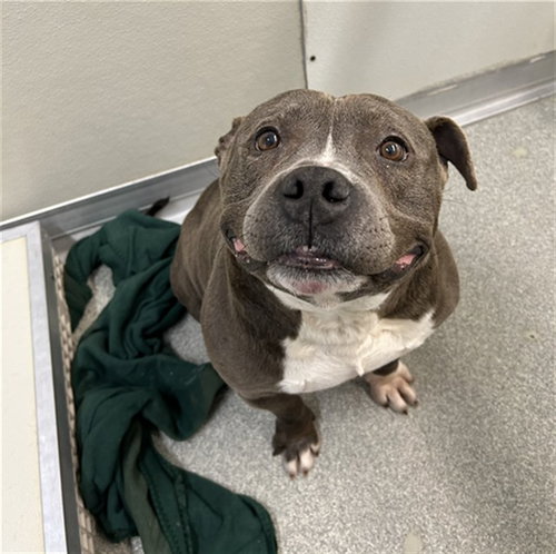 picture of the dog needing adoption
