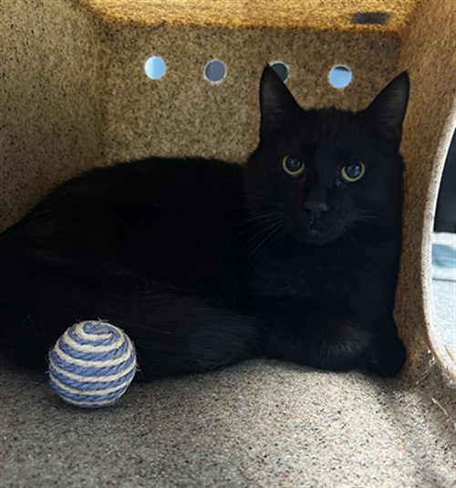 picture of the cat needing adoption