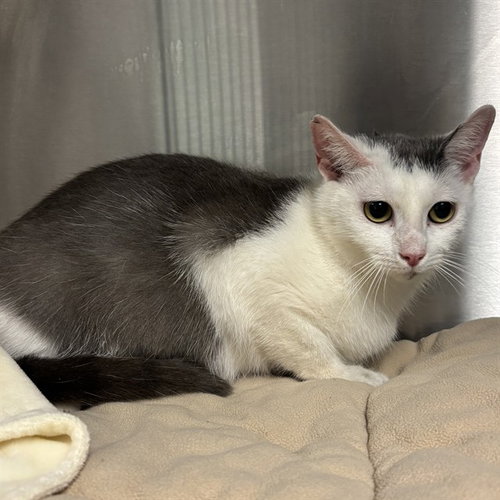 picture of the cat needing adoption