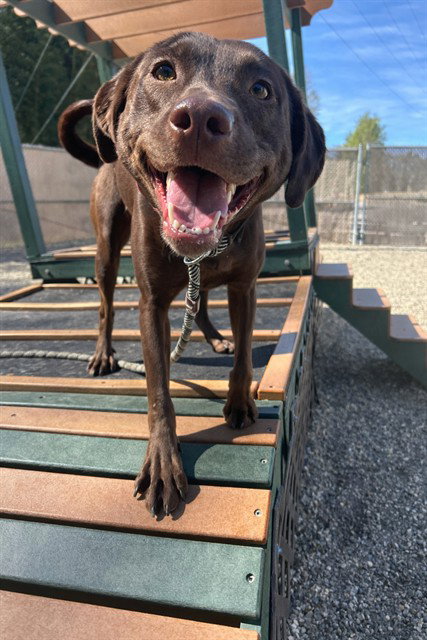 picture of the dog needing adoption
