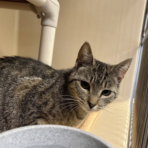 picture of the cat needing adoption