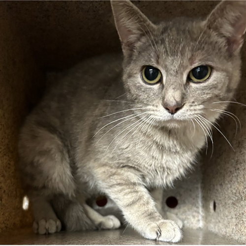 picture of the cat needing adoption