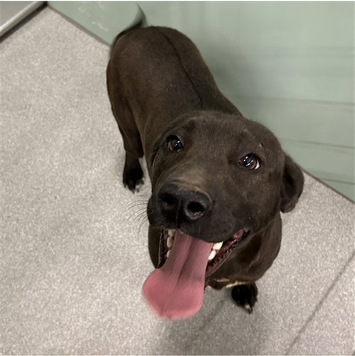 picture of the dog needing adoption