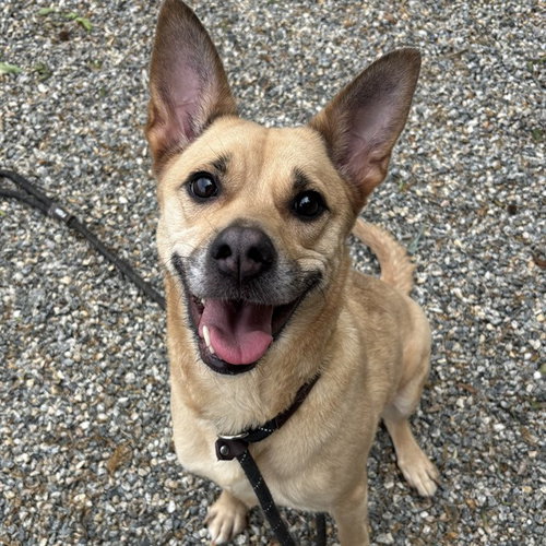 THORN, an adoptable Carolina Dog in Palmetto, FL