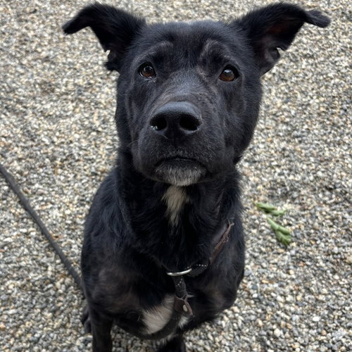 MONTANA, an adoptable Labrador Retriever in Palmetto, FL