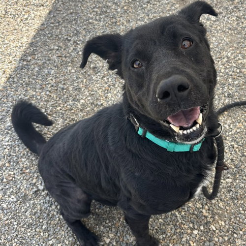 MONTANA, an adoptable Labrador Retriever in Palmetto, FL