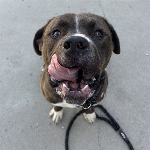 CLEATUS, an adoptable American Staffordshire Terrier in Palmetto, FL