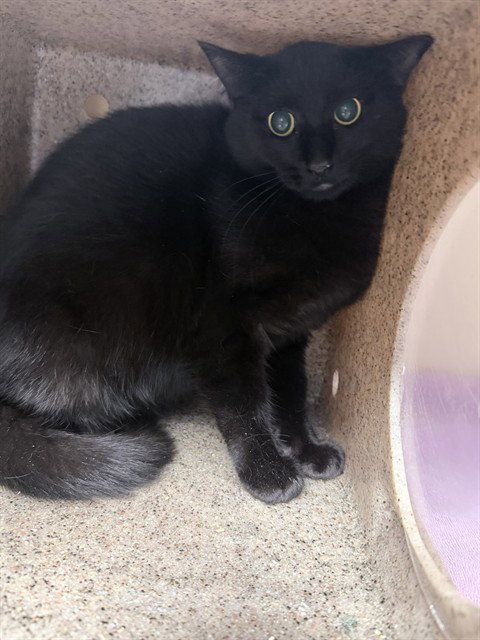 DILL, an adoptable Domestic Short Hair in Palmetto, FL